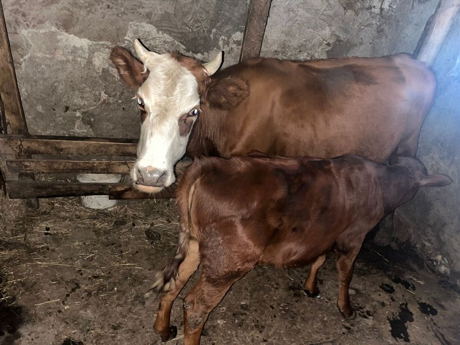 Продаётся корова с теленком