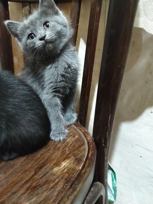 Отдам котят в добрые руки