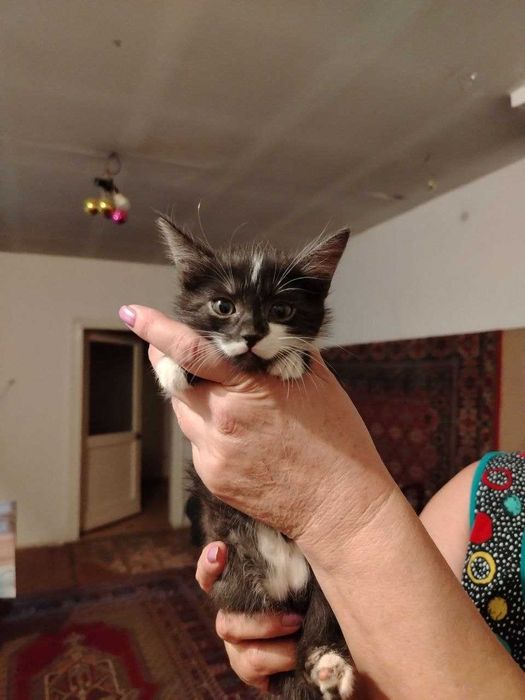 Домашние КОТЯТА в добрые руки