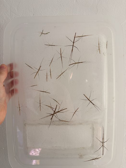 Vand gecko, soparle, parsi si alte exotice rare