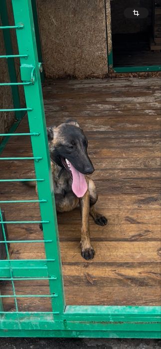 Ұрғашы малинуа сатылалы таза қанды