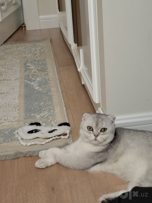 Шотландская вислоухая кошка