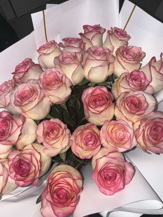 Цветы , нежные розы очень свежие ,