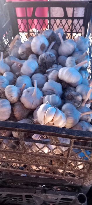Продажба на зимен чесън