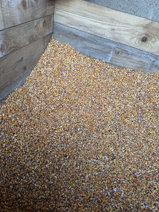 Vand porumb recolta 2025