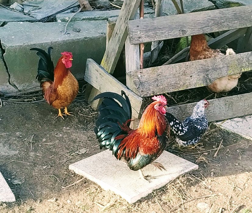 Продавам чифт японски ярки и петлета