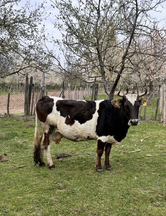 Bălțată românească