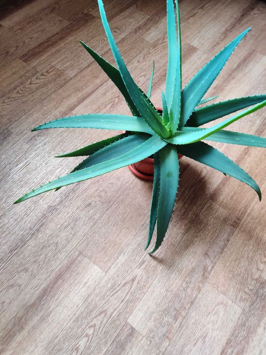 Алоэ Вера, 1,5 года