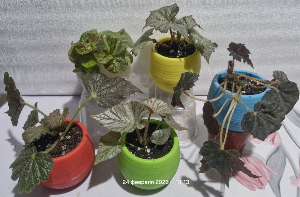 Цветы на продажу