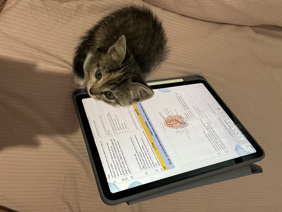 Марғаулар 2айлық