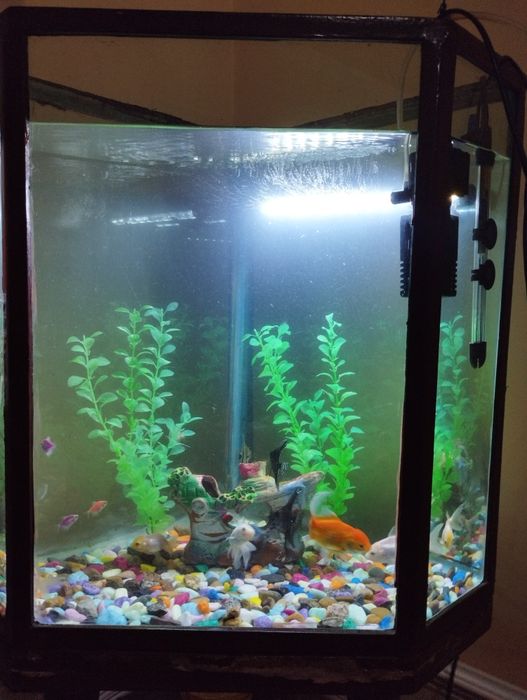 Akvarium jixozlari bilan