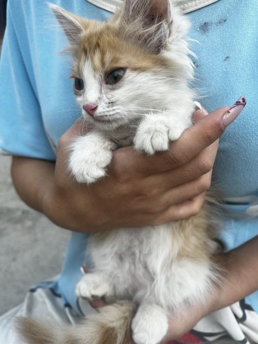 Котята в добрые руки ! Срочно
