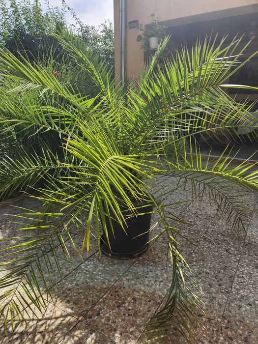 Palmier ornamental