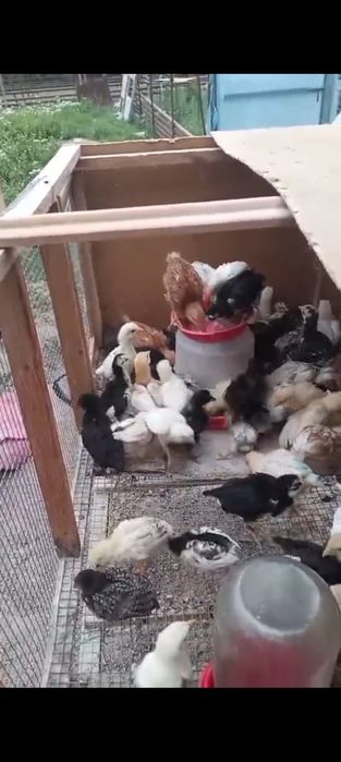 Цыплята, Адлер.,