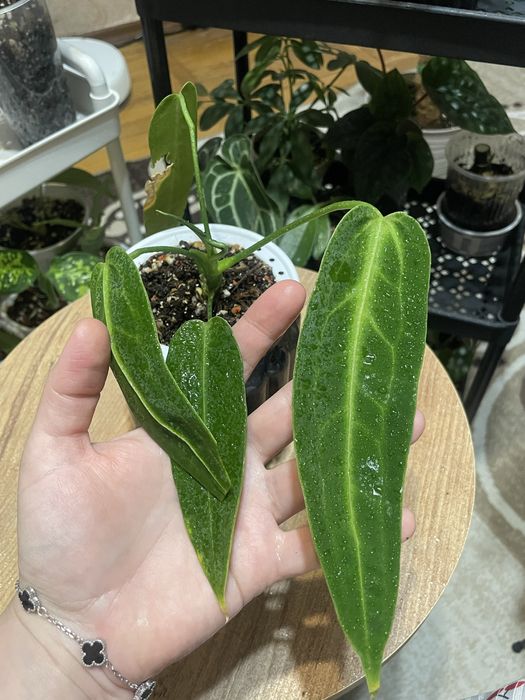 Антуриумы разных видов