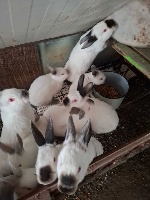 Заици Калифорниици