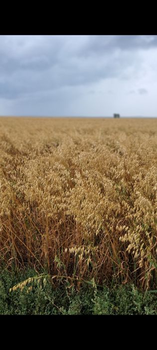 Продам  Овёс сорт Стиплер