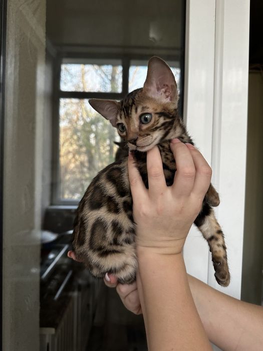 Бенгальские котята