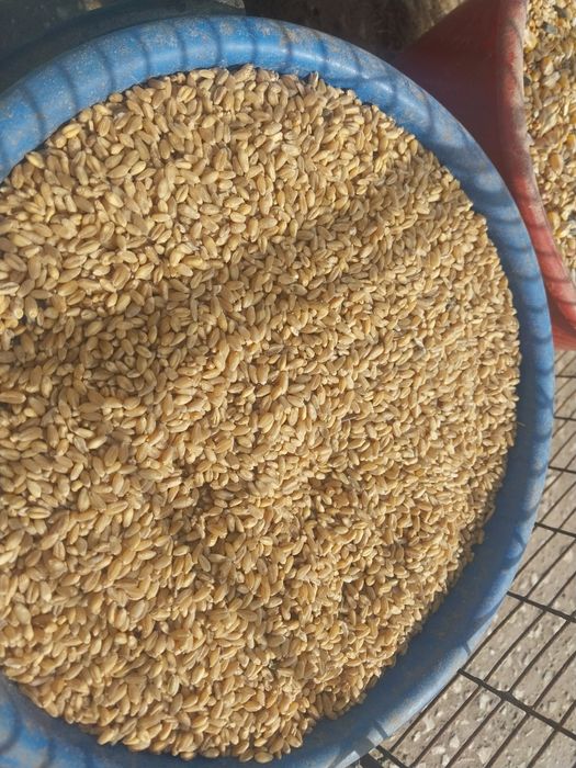 Жес арпа бидай отруби