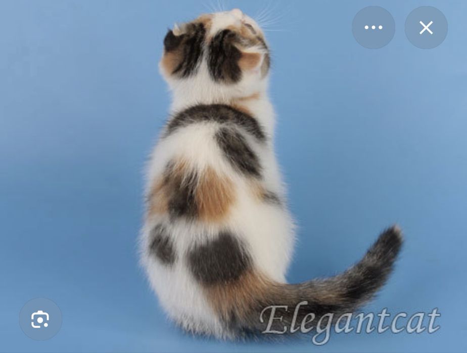 Котята  умные охотники
