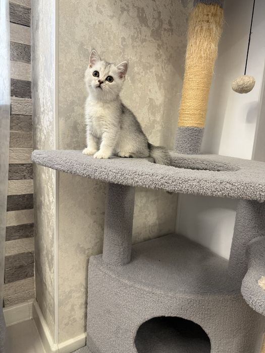 Котята серебристой шиншиллы скотиш страйт