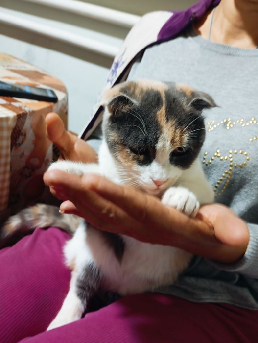 Продаётся.  Кошечка