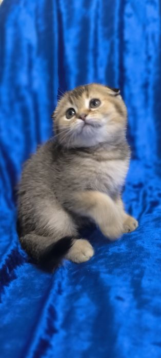 Продам породистых котят