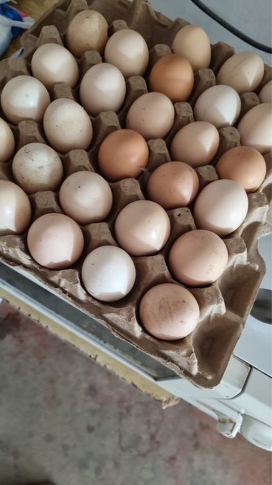 Яйцо  для инкубатора