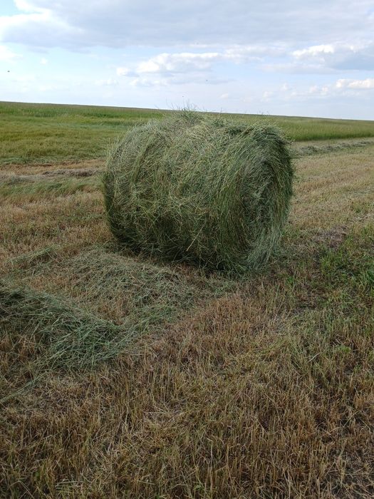 Продам сено в рулонах
