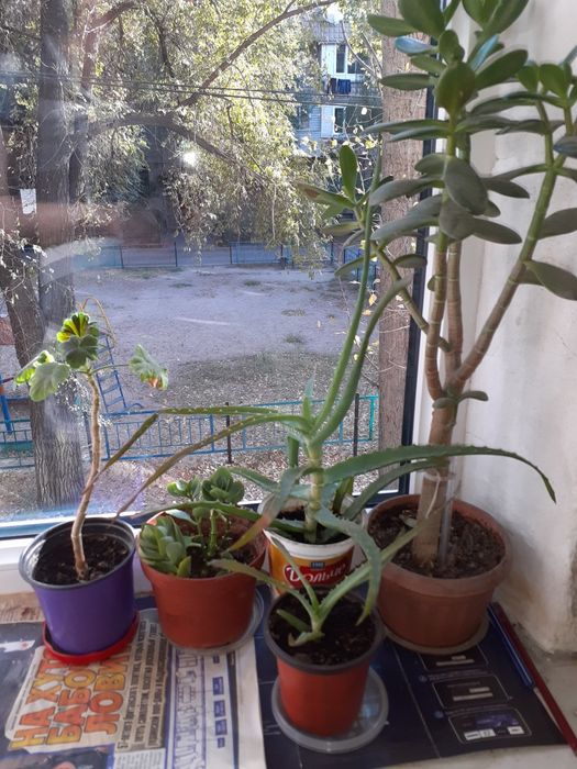 Продам алоэ вера столетник