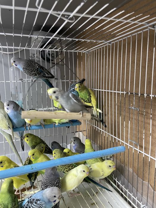 Продам попугаев волнистых