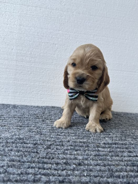 Fetita Cocker spaniel engelz