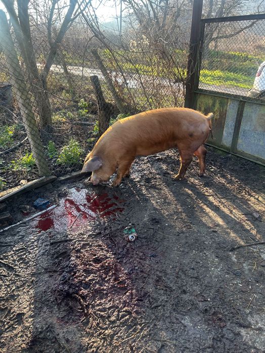 Продава се прасето на снимките