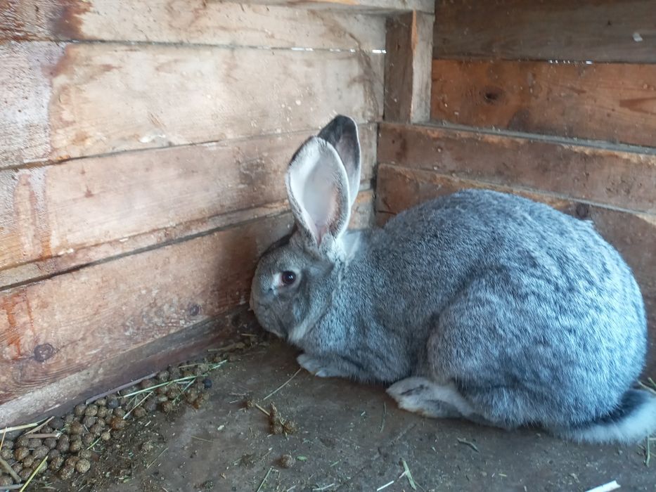 Крол хороший 6 месяцев