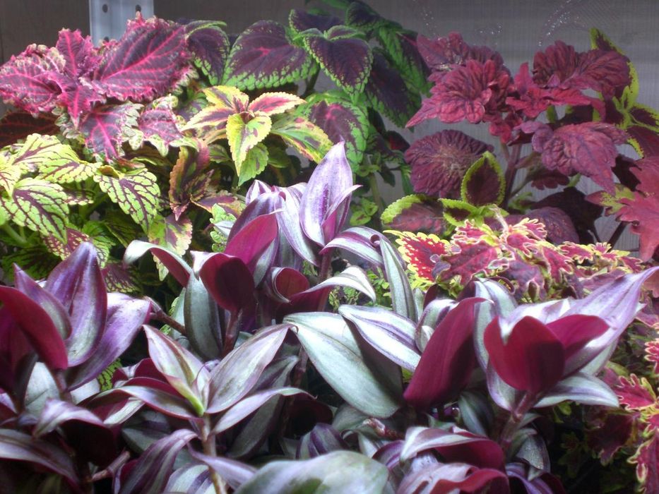 Продам срезы колеусов, традесканции.