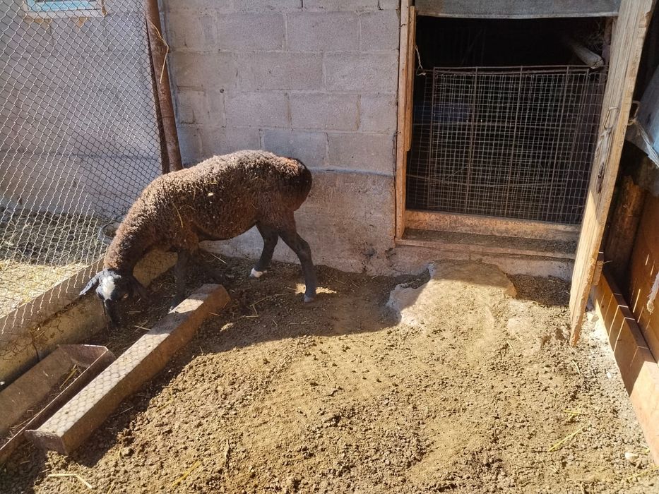 Продам курдючного барана