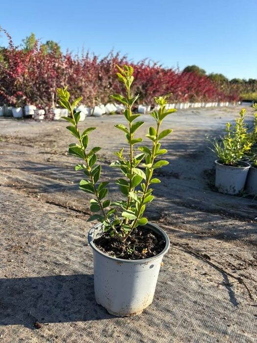 Лигуструм /Ligustrum ovalifolium/