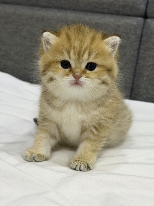 Золотая шиншилла! Чистокровные Британцы. Мальчик
