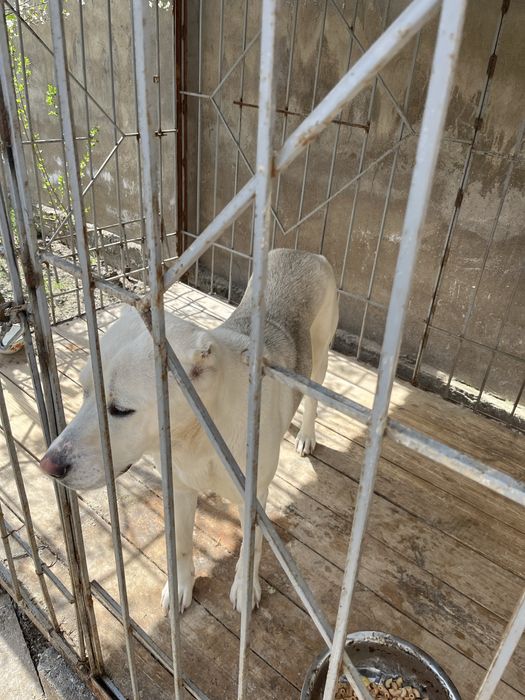 Ит сатылады түсі ақ