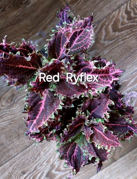 КОЛЕУСЫ. Листай карусель