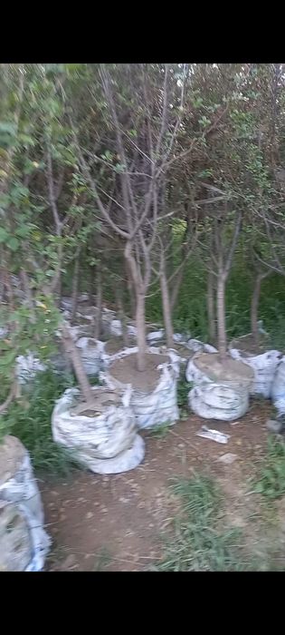 Меваси кучатлар 5-6 йилликлари бор