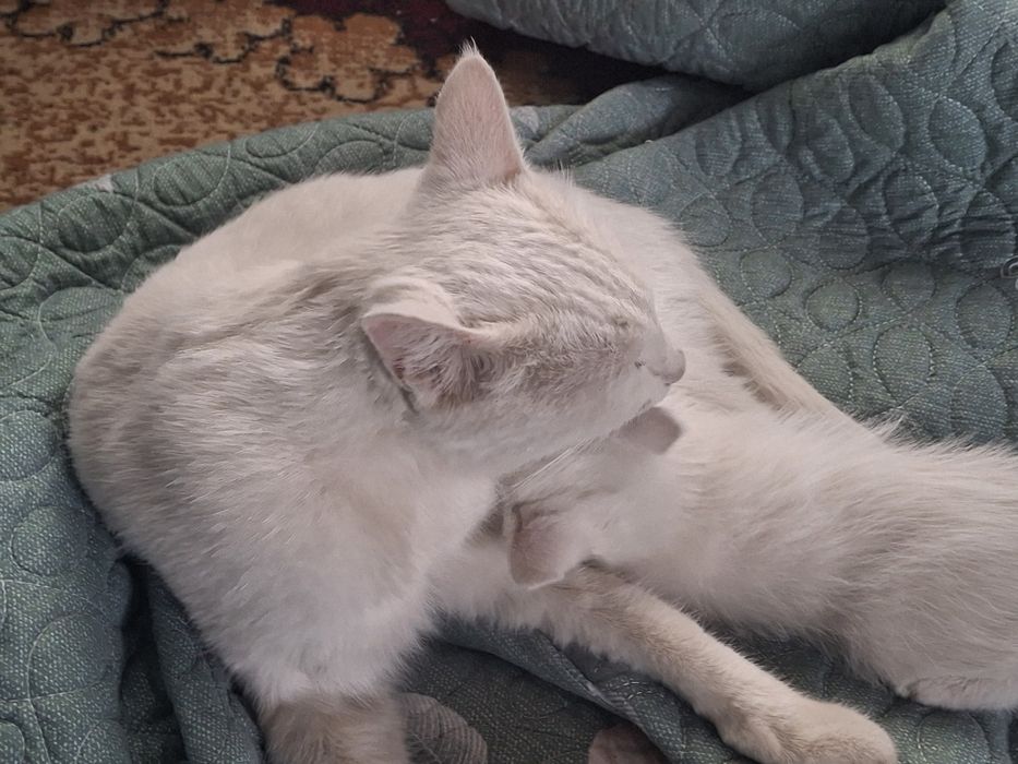 Oq rangli mushiklar sotiladi.