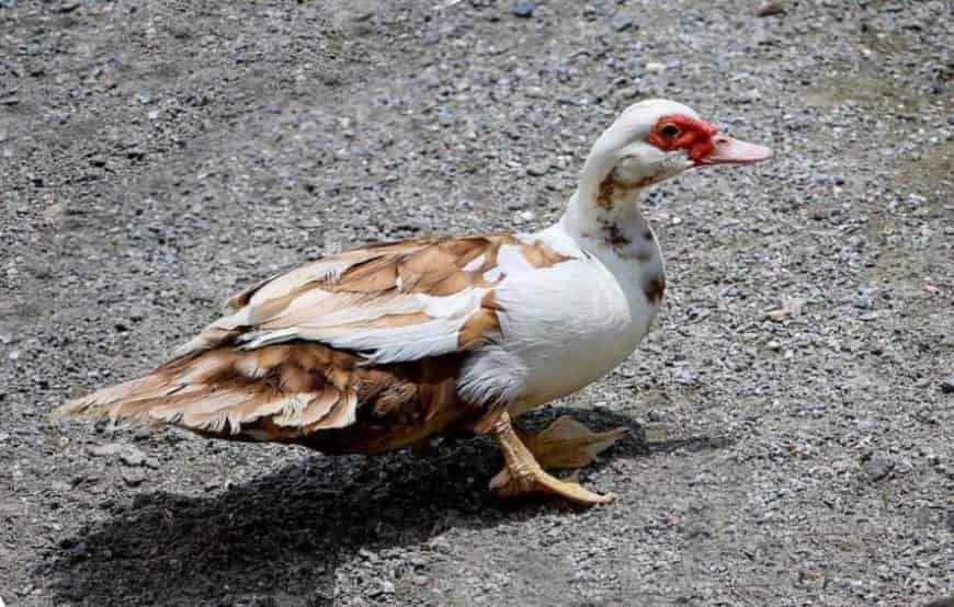 Утки.   (шипуны)