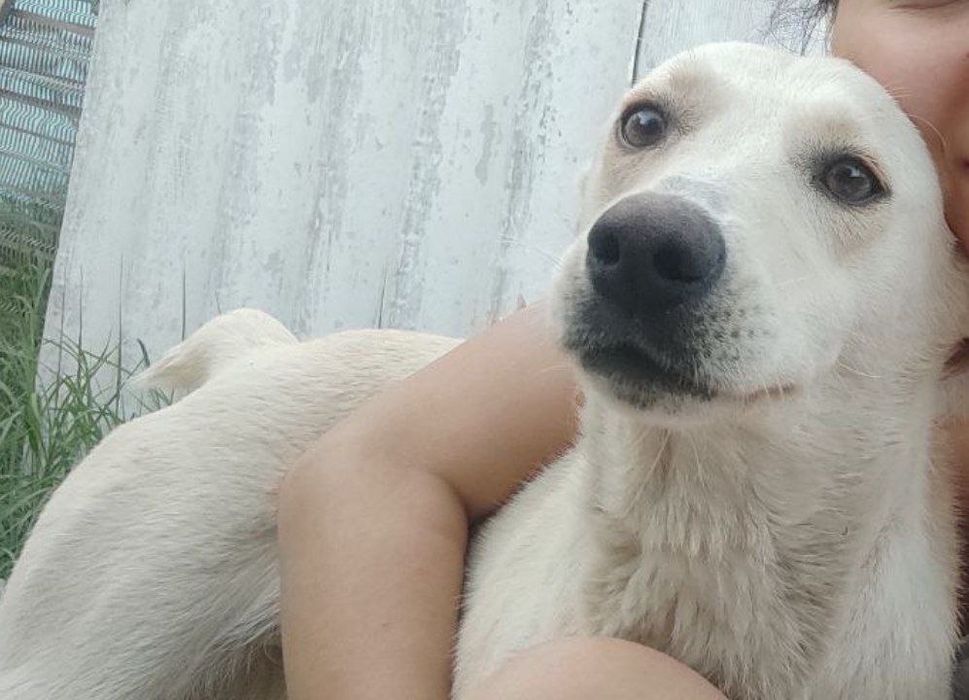 Помогите найти собаку!