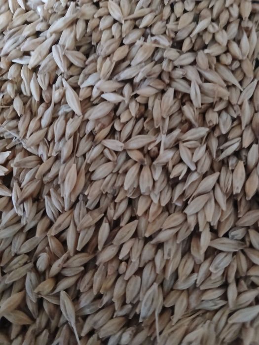 Orz de toamna si ovaz de vanzare