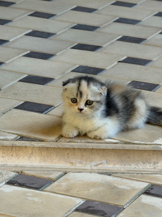 Продаются котята!