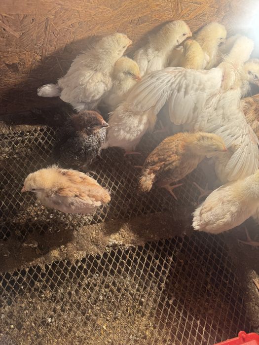 Продам цыплят 2 месячные