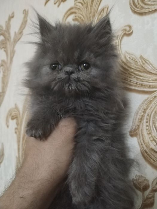 Персидские котята зксрималы