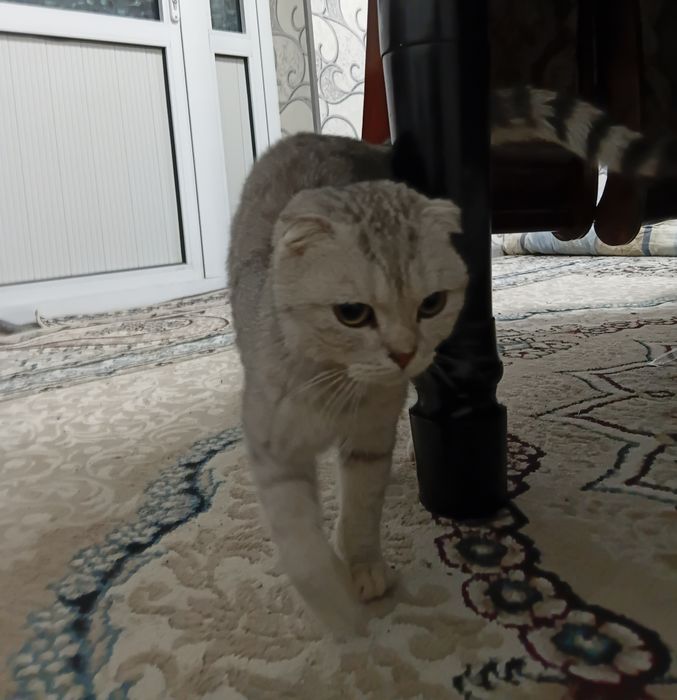 Шотланская скоттиш-фолд