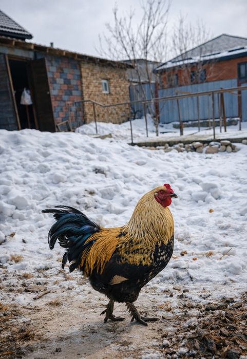 Продам петухов домашних